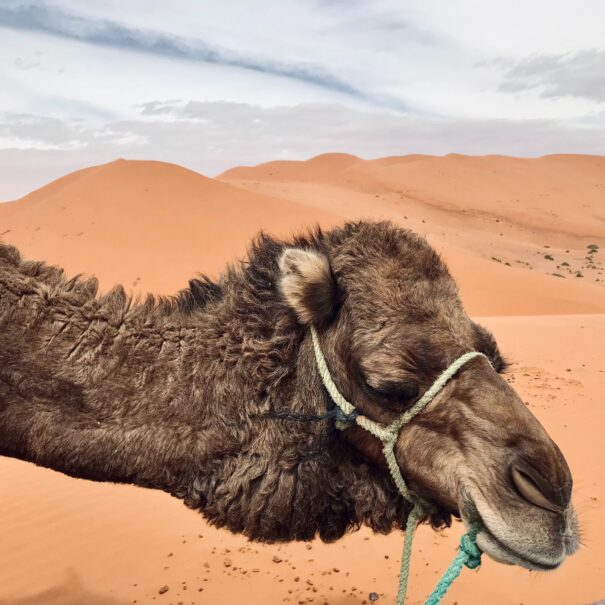 Ruta 3 dias desde Marrakech a Merzouga