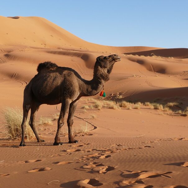 Ruta 5 dias desde Marrakech a Merzouga